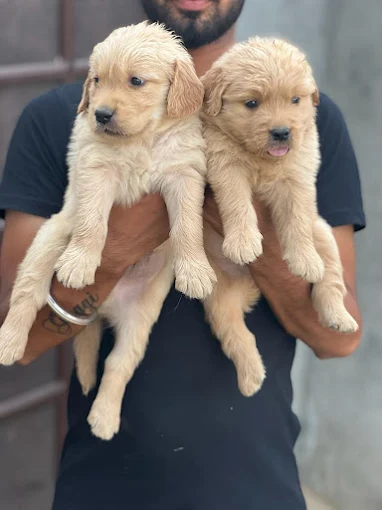 Samaria Pet Shop