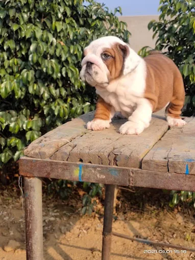 Rj 19 Pet Shop