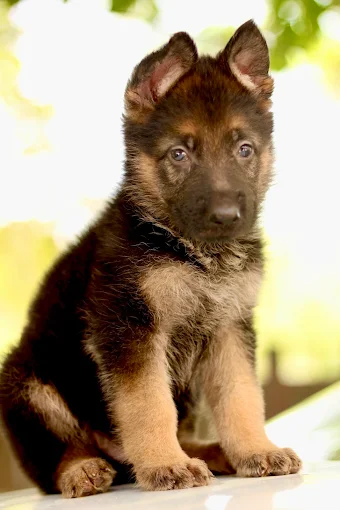 Dav Pet Lovers
