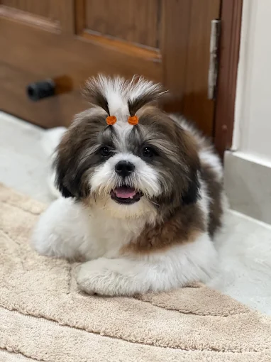 Amaira Pet Shop