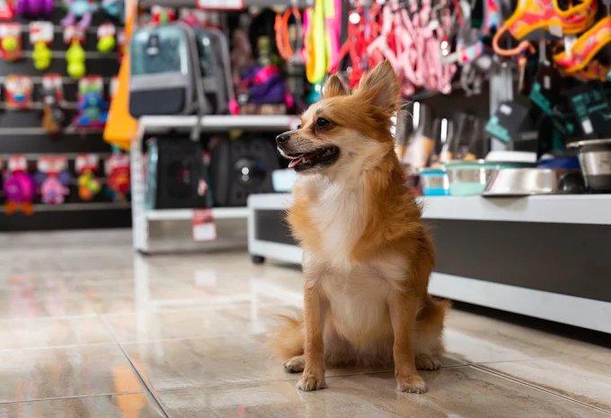 Bittoo Pet Shop Delhi