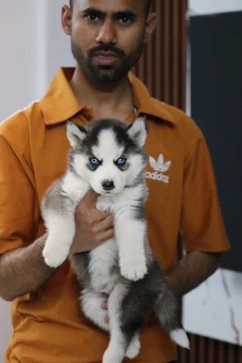 Bittoo Pet Shop Delhi
