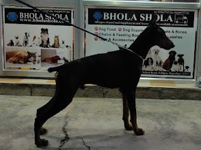 Bhola Shola Dog Hostel and pet services