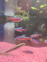 Machali Ghar Jodhpur the complete pet shop