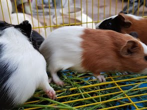 Pets Market