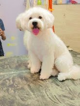 Pet Lovers A Pet Shop. (Pet groomers)