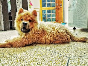 DOG W Pet Shop