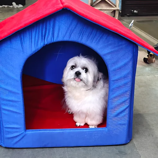 Pet Gallery