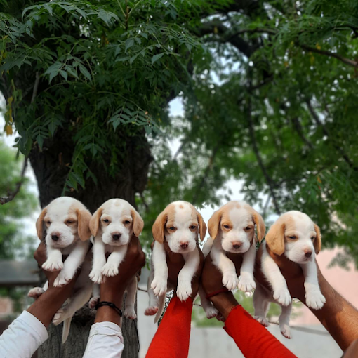BALAJI DOG KENNE & PET SHOP