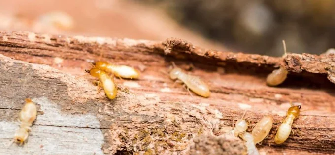 Anytime Pest Control