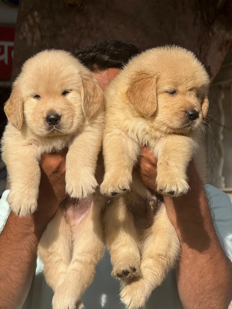 Mumbai Pet Shop