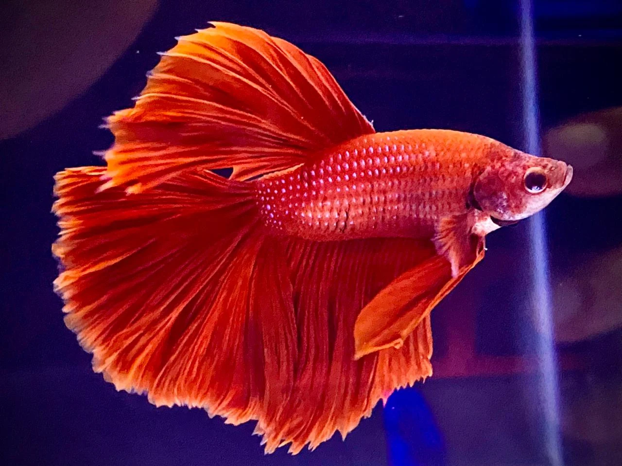 Drogo Pets Pvt Ltd