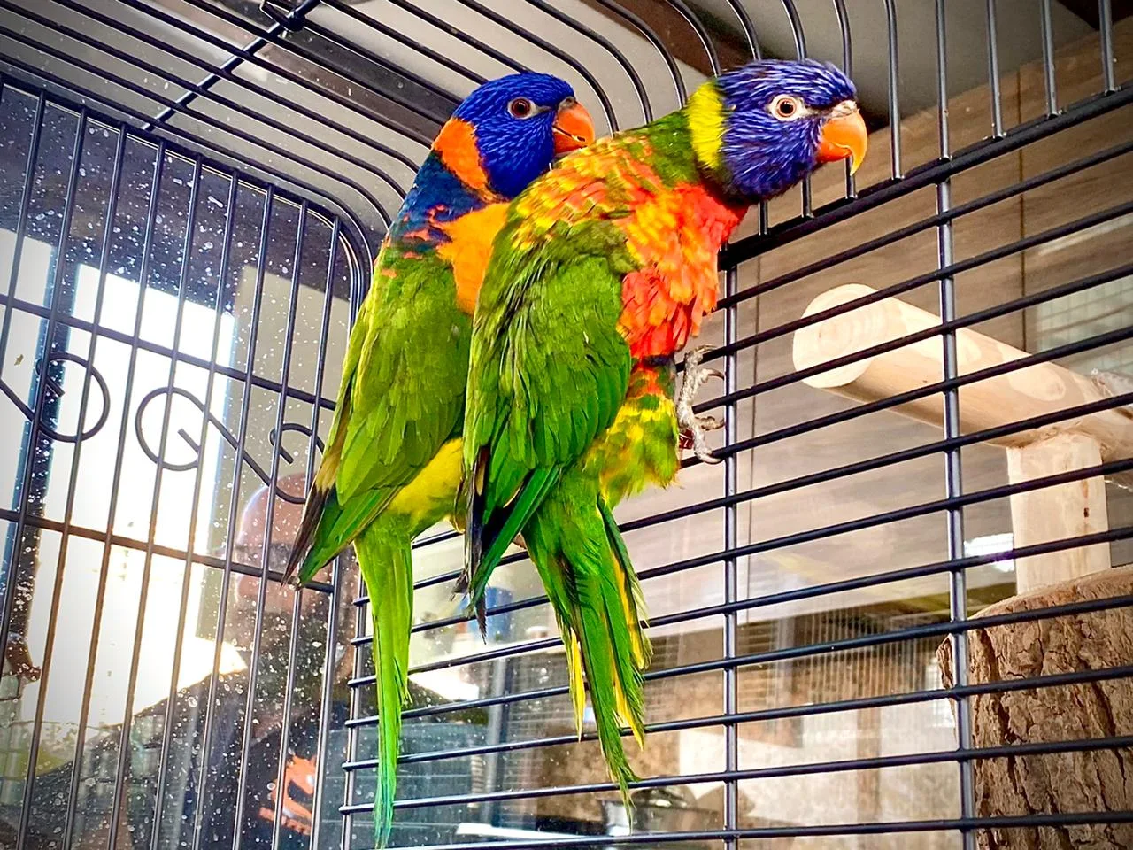 Drogo Pets Pvt Ltd