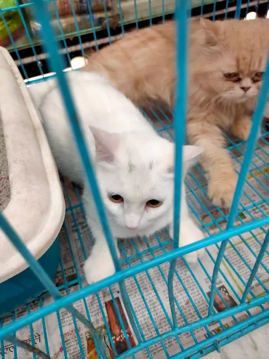 Pet Zoo