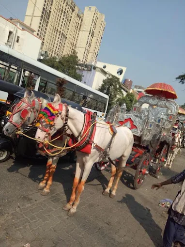 Shabbir Horse