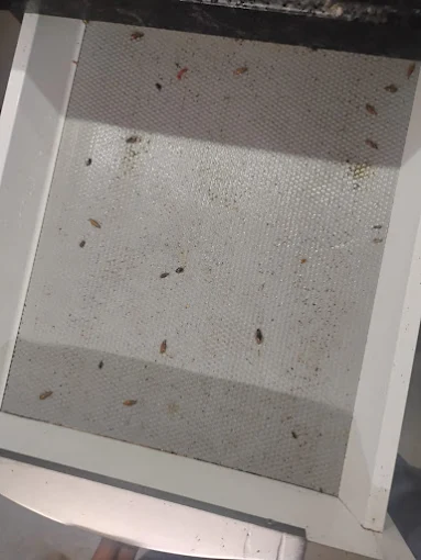 Ultima Pest Control