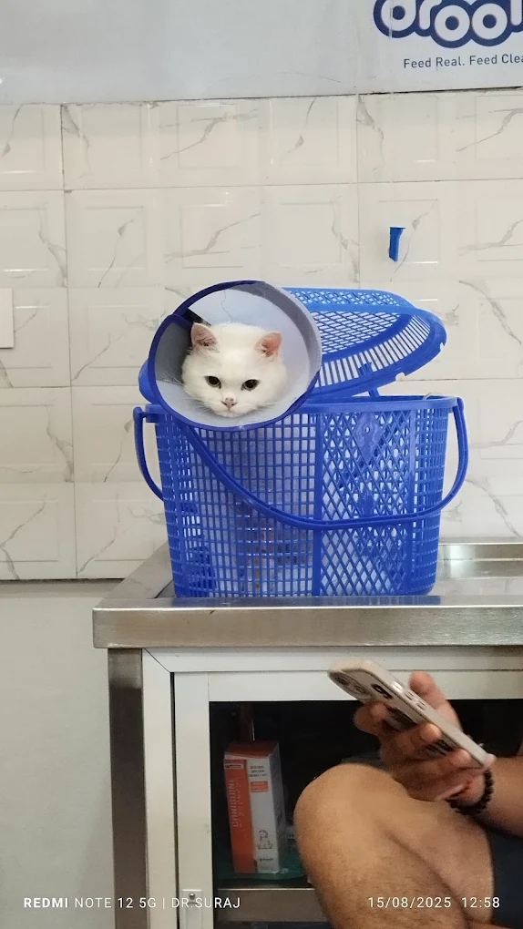 Sniffy Nose Pet Store