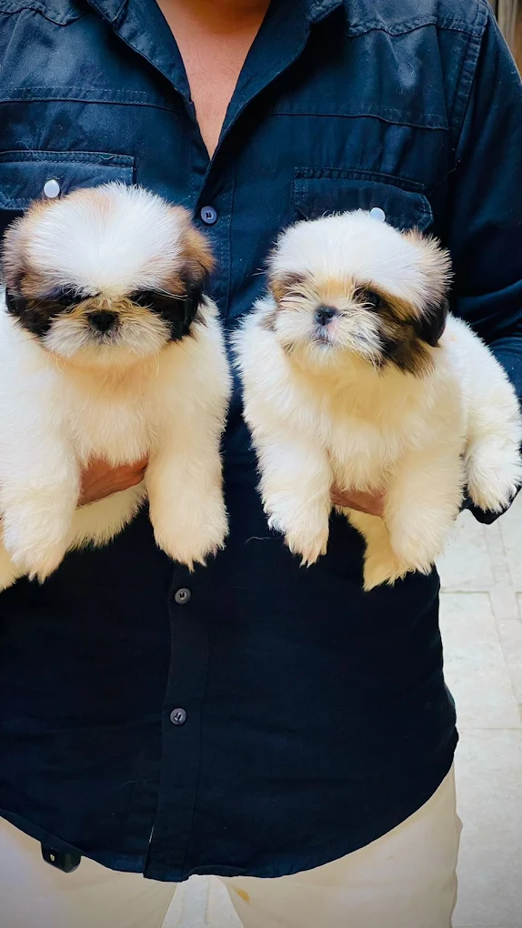 New Pet's paradise