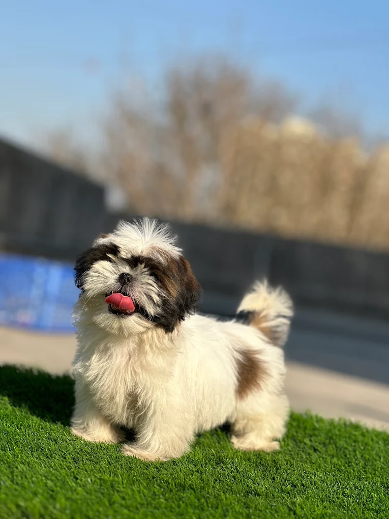 New Pet's paradise