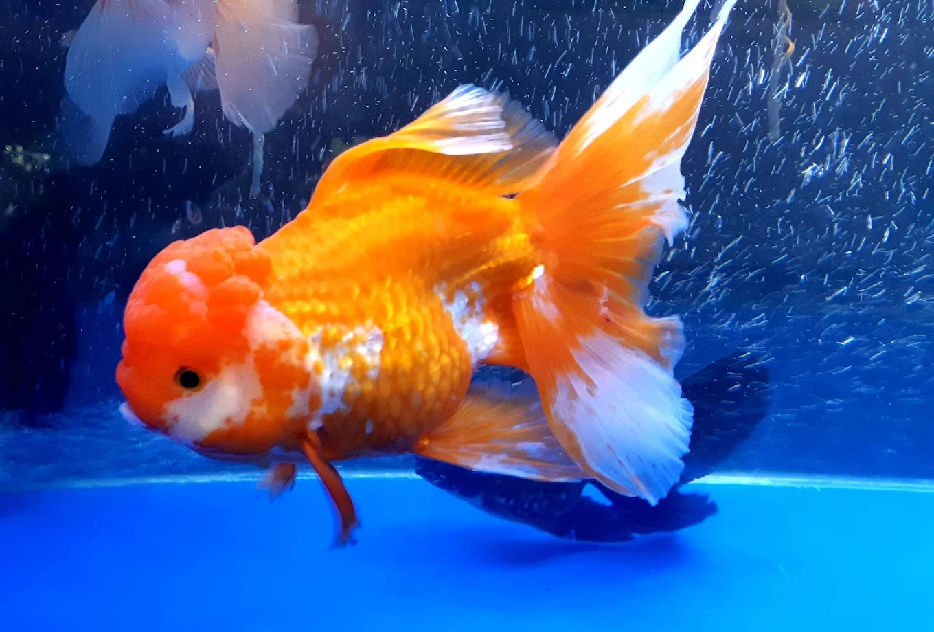 Pets Magic Aquarium & Pet Shop