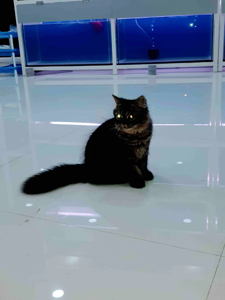 Pets Magic Aquarium & Pet Shop