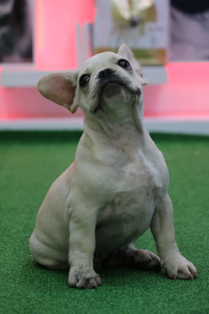 Pet Lovers Pet Shop