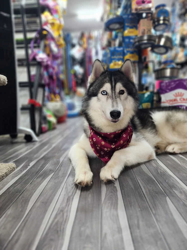 Royal Canin Pets Points