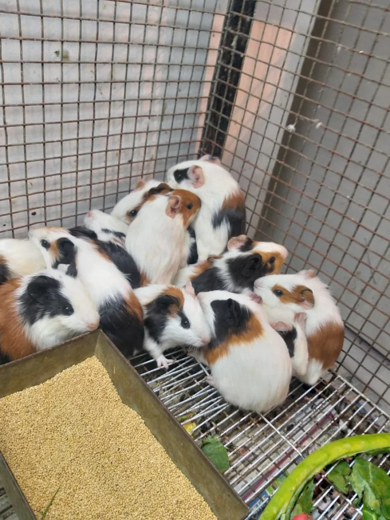 Arav Pet shop
