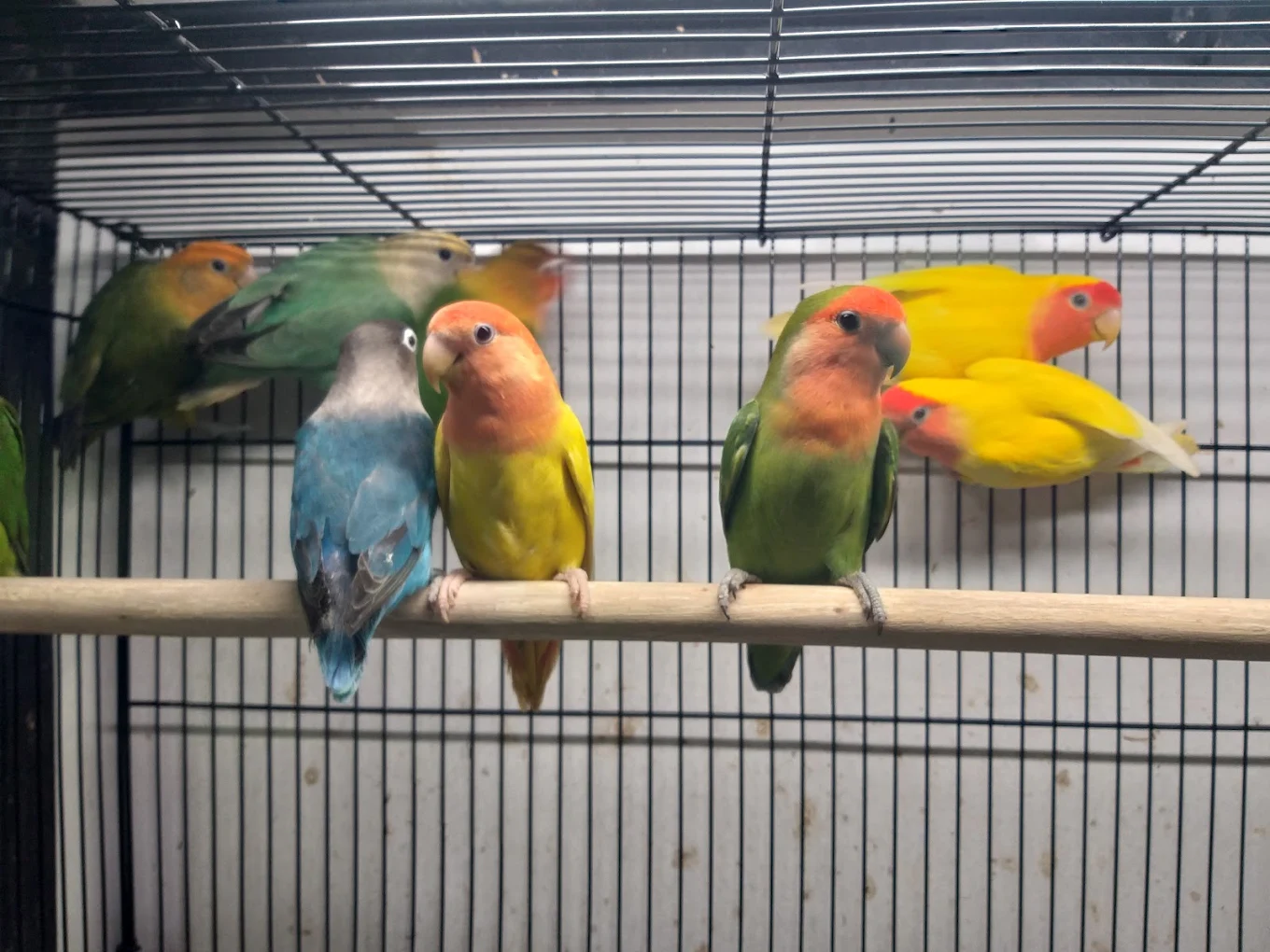 Arav Pet shop