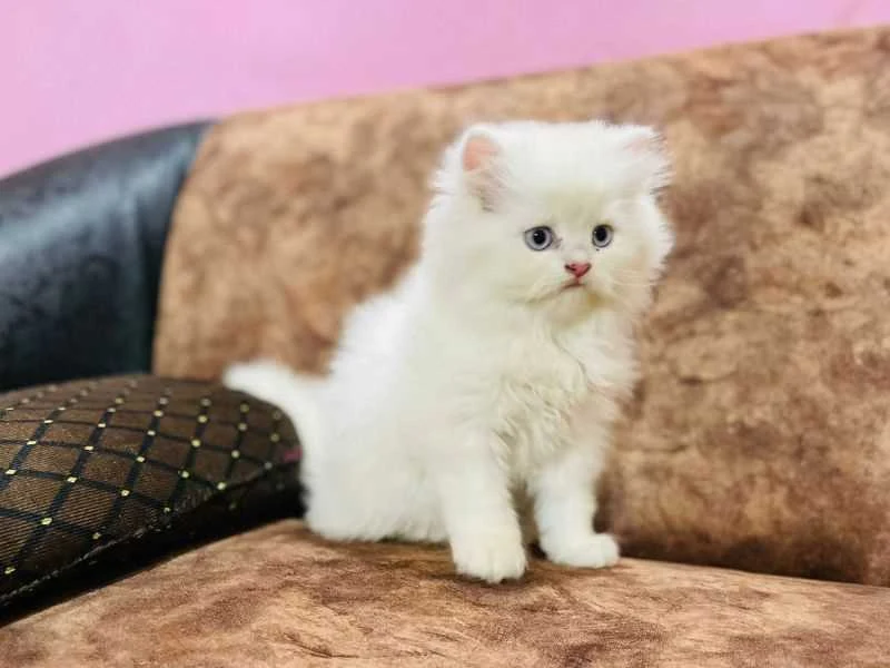 Arav Pet shop