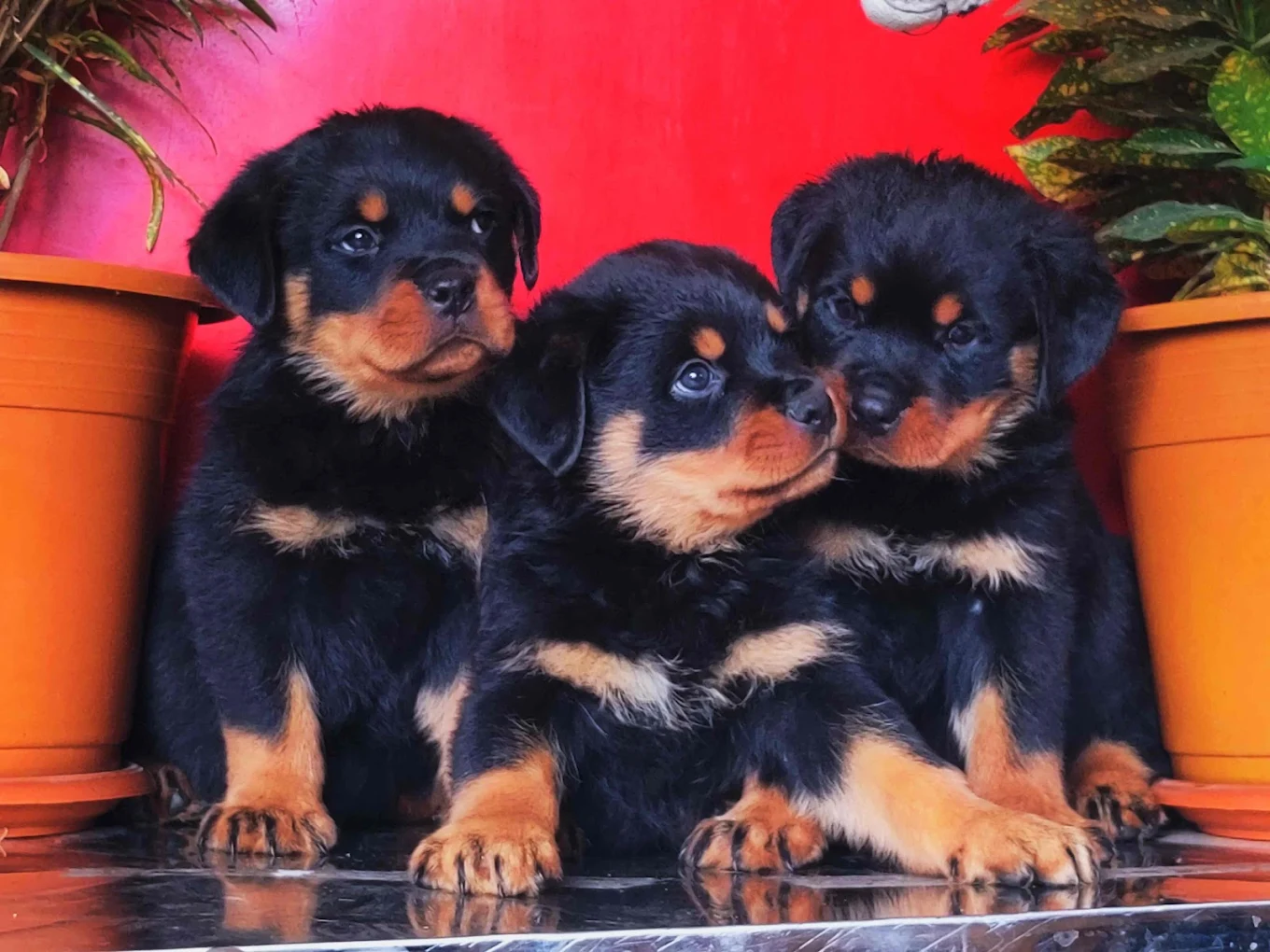 Harish pathak pet shop
