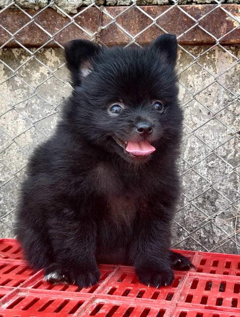 New Pet's paradise