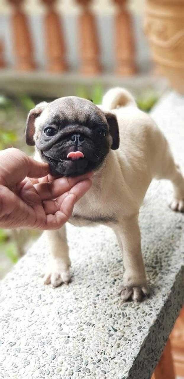 New Pet's paradise