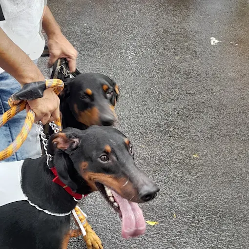 Dogs World India