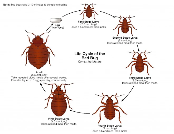 Shaurya Pest Control Service