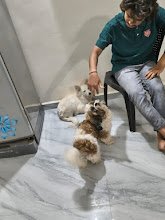 Mks Pet World