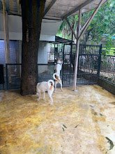 Pets Hangover Daycare And Resort