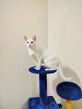The Furry Town, Pet Home Stay