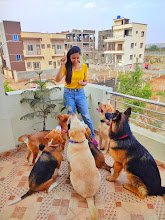 The Furry Town, Pet Home Stay