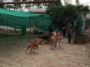 Happy Pups Pet Resort
