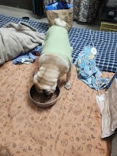 Cozzy Tails , Dog & Cat Daycare, Dog & Cat Boarding, Home Boarding, Pet Boarding