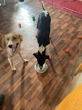 Cozzy Tails , Dog & Cat Daycare, Dog & Cat Boarding, Home Boarding, Pet Boarding