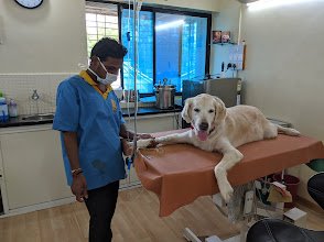 Tulpule's Pet Care Clinic