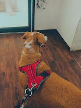 Tulpule's Pet Care Clinic