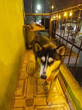 Homely Feel Pet Boarding
