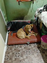 Homely Feel Pet Boarding