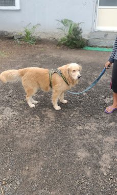 Petsysoul Pet Boarding & Day Care Center
