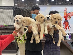 Ammu's Pets & Kennels