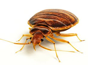 Integrated Pest Control