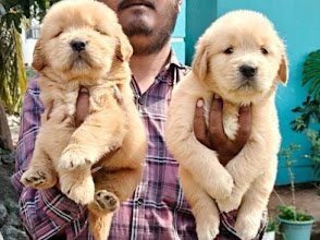 Harshitha Pet Shop